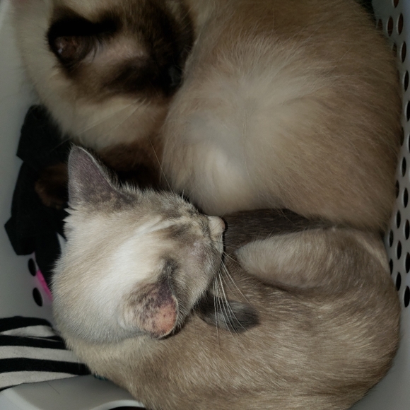 Meet your Posher, Bobbi - Picture 3 of 6